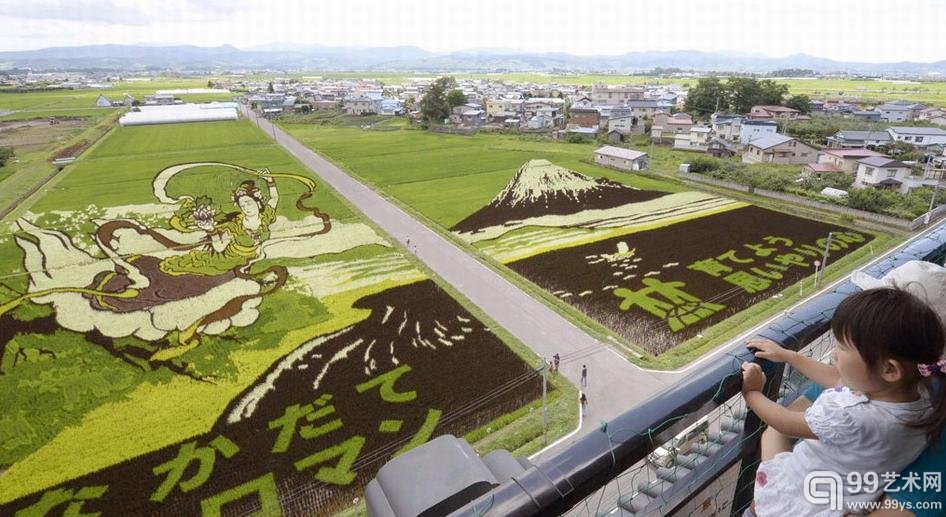 日本青森县田舍馆村用水稻种出“仙女图”和富士山