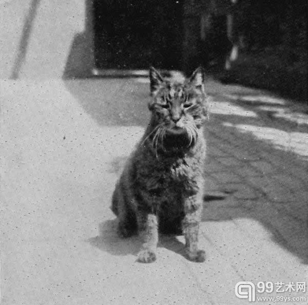 1909 年 2 月 到 1929 年 1 月,这只叫 Mike 的猫咪一直担任大英博物馆的「门卫」。Mike 的讣告还登上了《时代》杂志。 大英博物馆 @britishmuseum