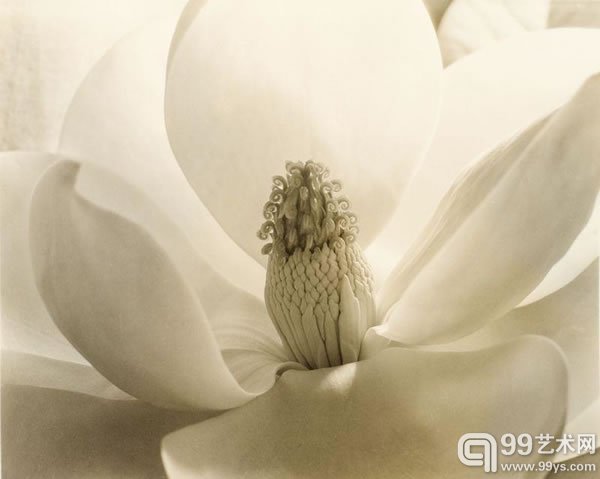 伊莫金·坎宁安(Imogen Cunningham)作品《Magnolia Blossom》(1925)