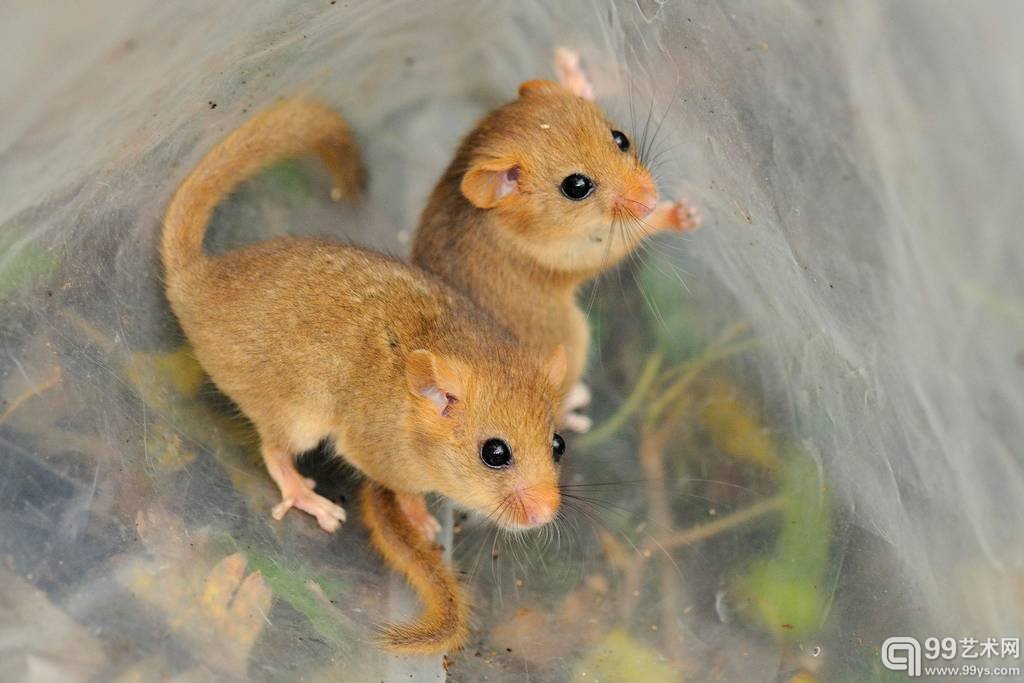 2.Nick Upton作品`Hazel Dormouse Monitoring`