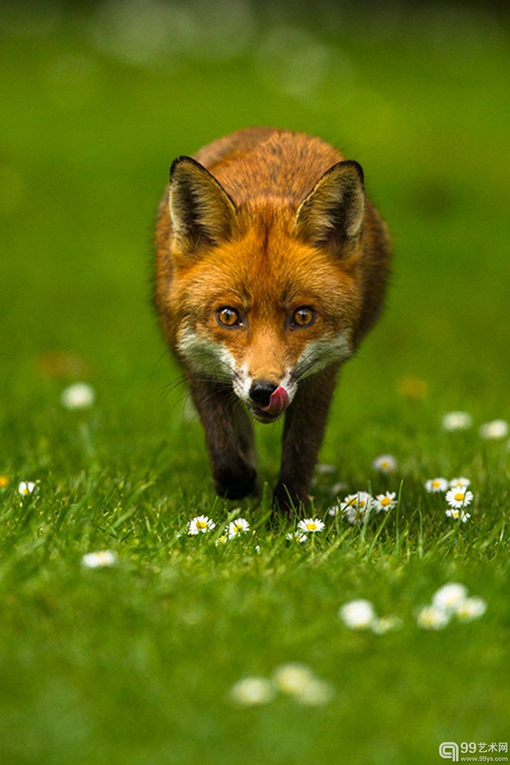 6.Joshua Burch作品`On the Prowl - Fox`