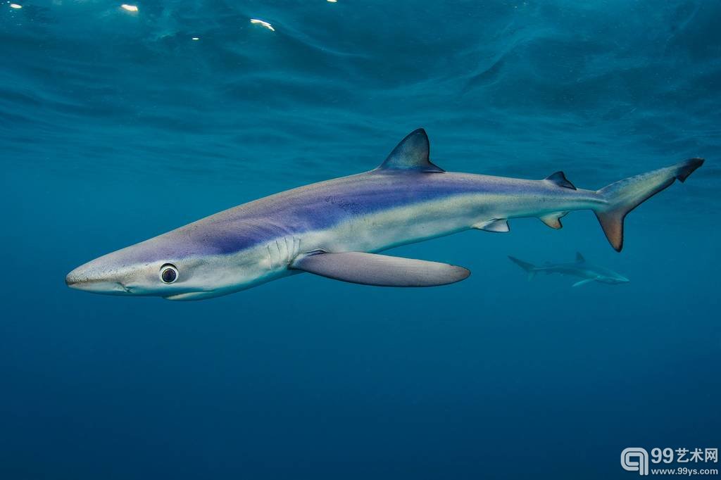  4.Alexander Mustard作品`Big Blues - Shark`