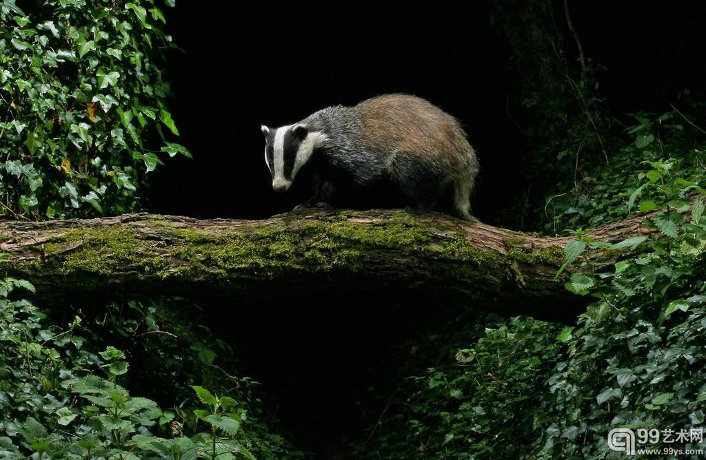 5.Russell Savory作品`Badger - Brock over Brook`