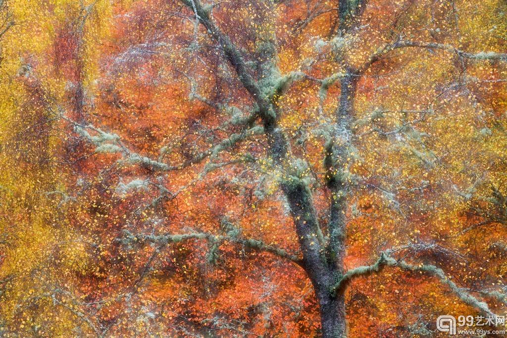 8.Peter Cairns作品`Autumn Jewels - Woodland`