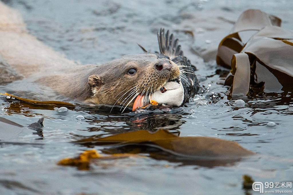  9.Richard Shucksmith作品`Otter and Puffin` 