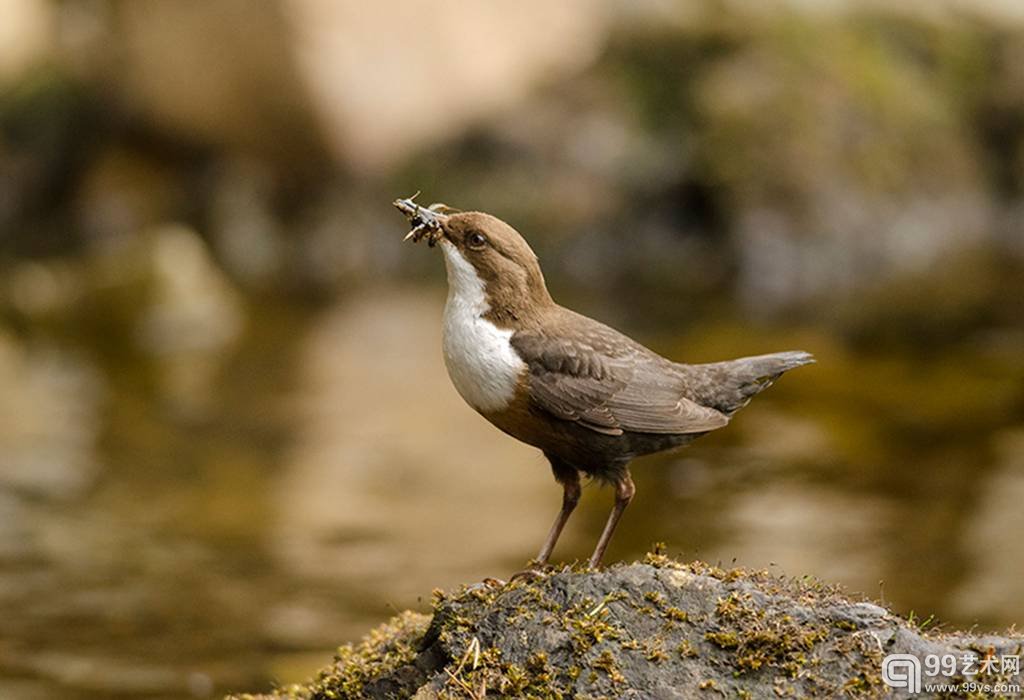 10.William Bowcutt作品`Dipper with Grubs`