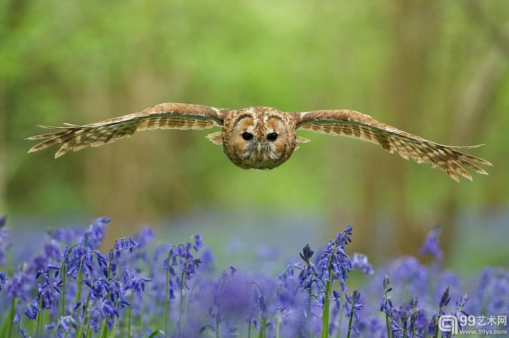 11.Matt Binstead作品`Owl` 