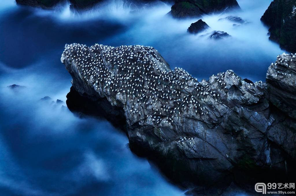 13.Ruth Asher作品`A Life at Sea - Nesting Gannets`