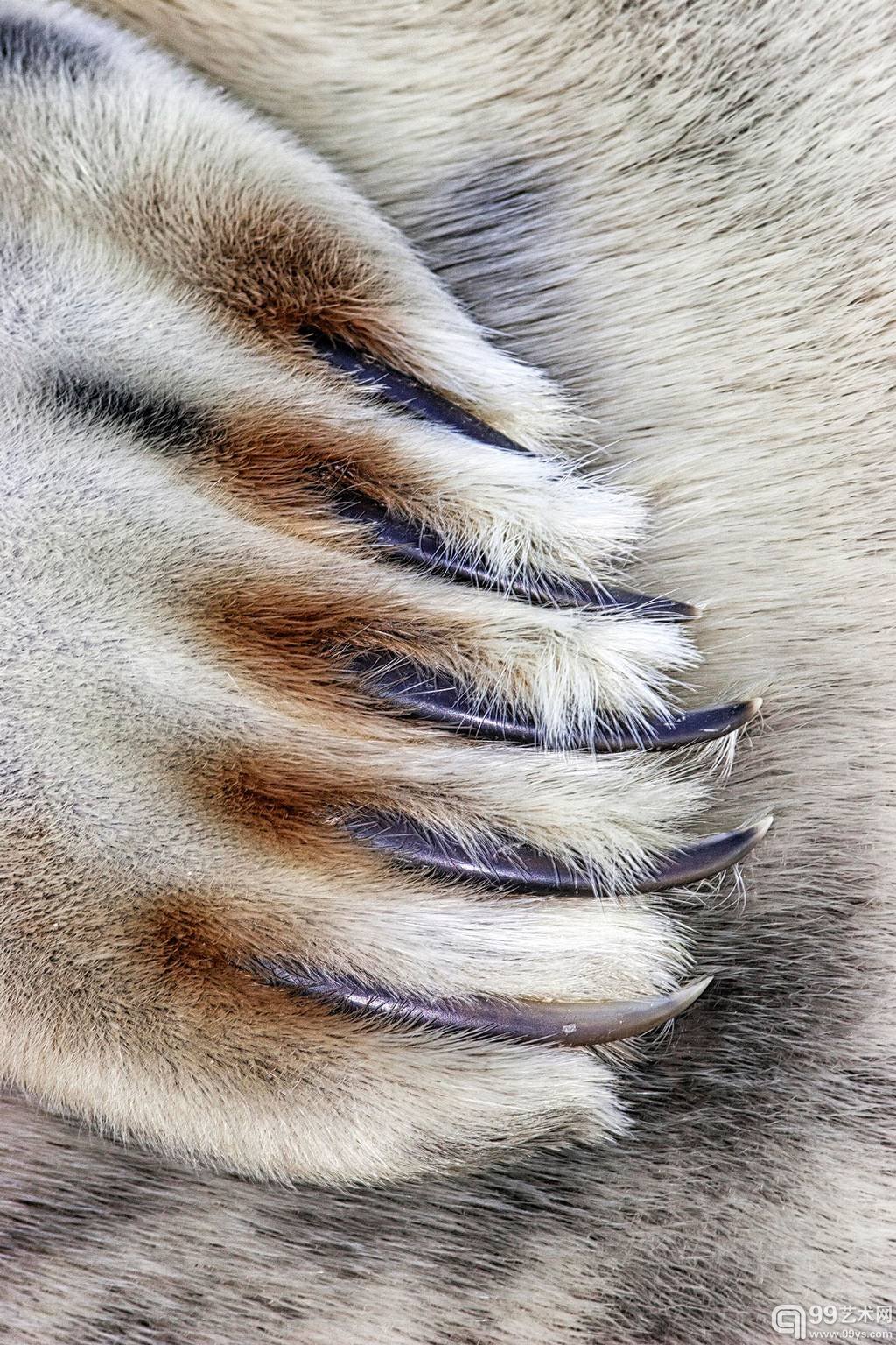 12.Jim Greenfield作品`Grey Seal Claws`