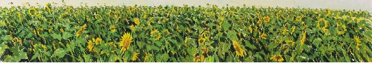 生如夏花Ⅰ布面油画