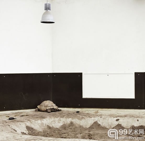 埃里克•裴欧  《龟与灯》 摄影,颜料墨水,艺术纸