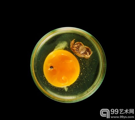 《培养皿中的瓦尼塔斯（01）》2013，艺术微喷，20 x 20英寸