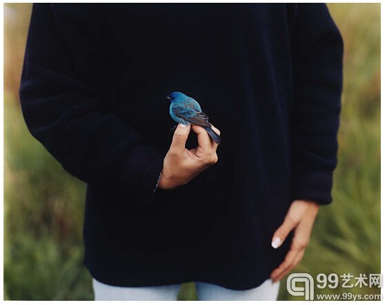  5.Barbara Bosworth，Indigo Bunting，2003