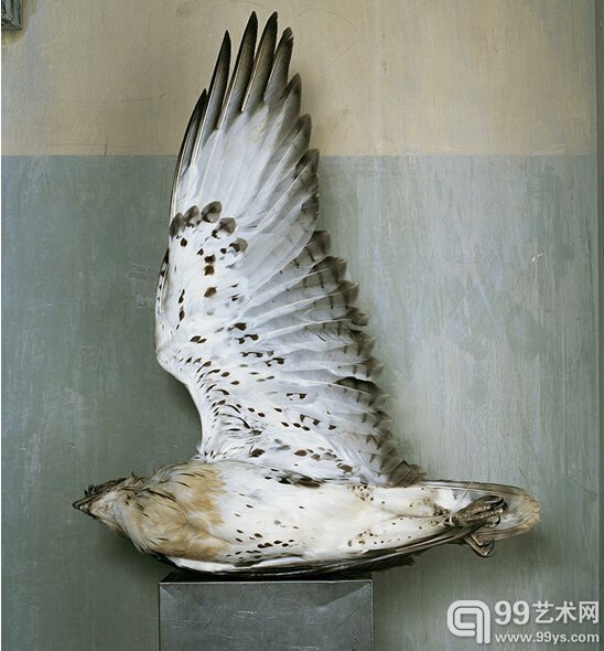 7.Joann Brennan，Peregrine Falcon. 