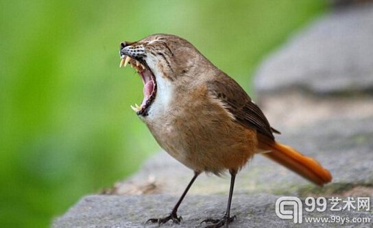 麻雀与虎斑猫通常是不共戴天的仇敌，但它们却被达雷默结合成一种生物