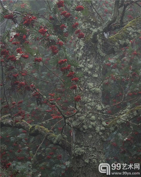 Robert Oliver 《浆果》，获你眼中的风景类奖项