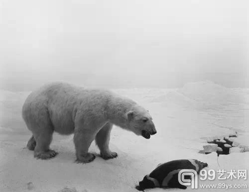 杉本博司，《北极熊》（Polar Bear），明胶银盐冲印，119.4 x 149.2 cm，1976，版权：杉本博司