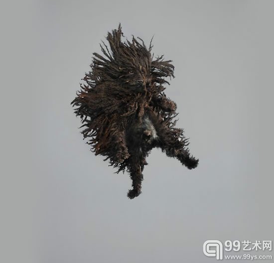 julia christe的“自由风格系列”捕捉到跳跃的狗狗