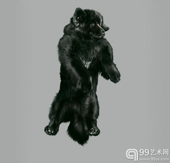 julia christe的“自由风格系列”捕捉到跳跃的狗狗
