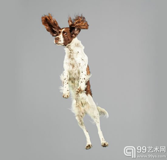 julia christe的“自由风格系列”捕捉到跳跃的狗狗