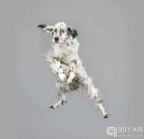 julia christe的“自由风格系列”捕捉到跳跃的狗狗