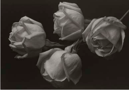 Kenro IZU 井津建郎 (USA)白金攝影作品