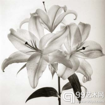 Cy DeCoss 賽‧德寇斯(USA)白金攝影作品