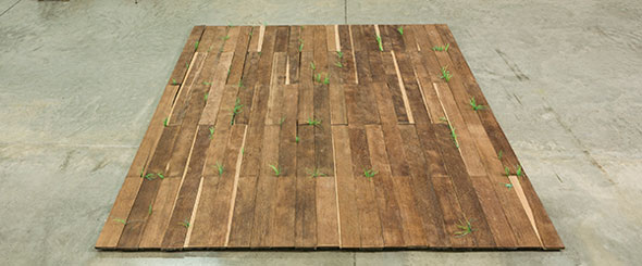 Mateo López, 《Cuarto sin expectativas (Pasto)》