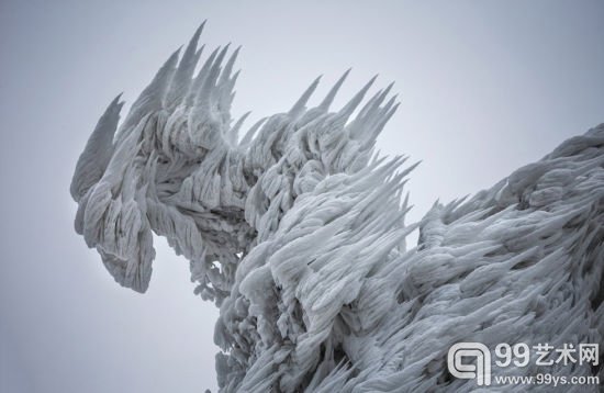 摄影师拍暴风雪后树木结冰景象