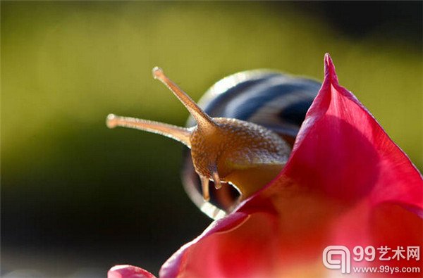 “蜗牛”摄影作品