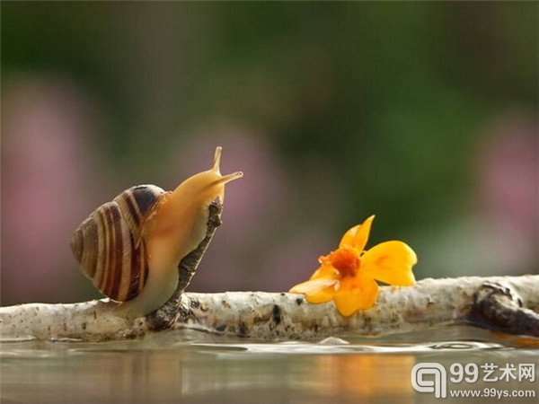 “蜗牛”摄影作品