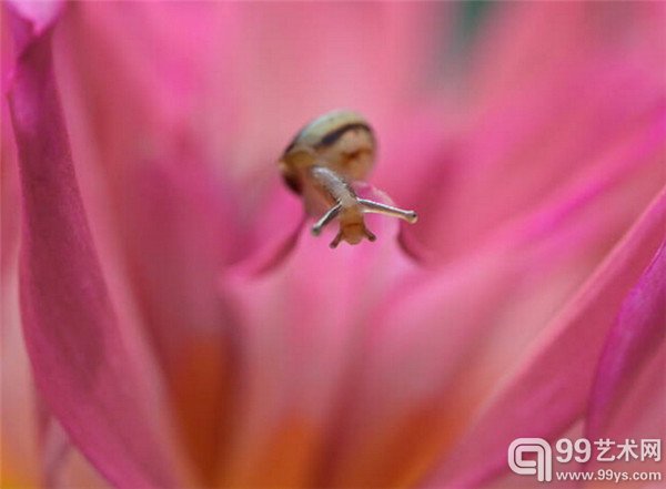 “蜗牛”摄影作品