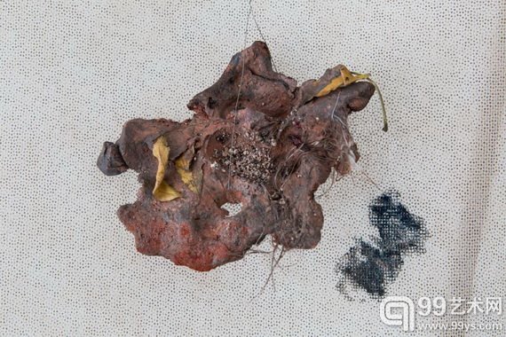 Detail of Crab Bekleidung, 2014