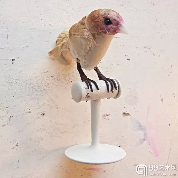 鸟与鱼