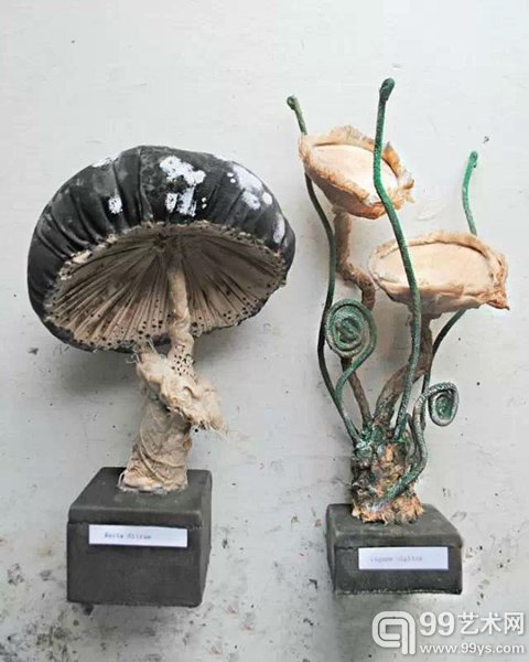植物王国