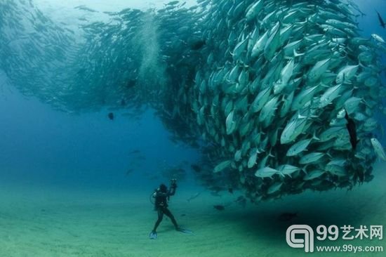 群鱼风暴(Swirling tornado of fish by Octavio Aburto)