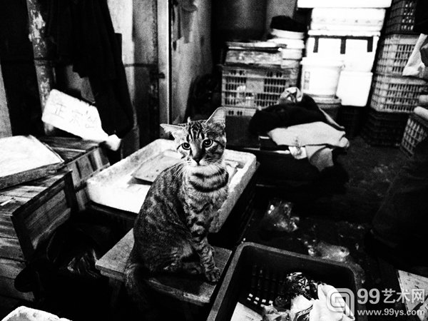 看守蛋铺的猫2013年10月