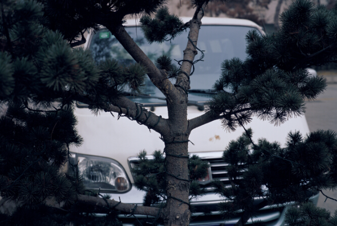 封岩 松树白车 Pine and Car 影像 Photography 92x138cm 2006