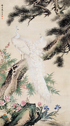 孔雀松树(马晋)