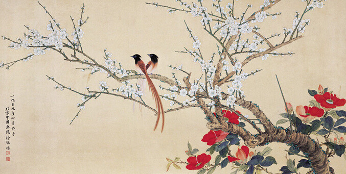 梅花寿带鸟(徐聪佑)