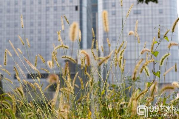 明皇宫遗址内杂草背后就是中航科技城的商业开发项目工地。