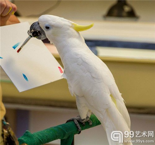 鹦鹉珍妮