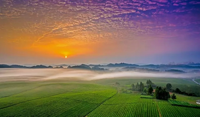茶海日出