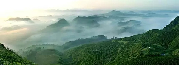 茶山云海