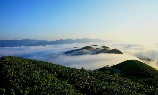 被云雾包裹的茶山