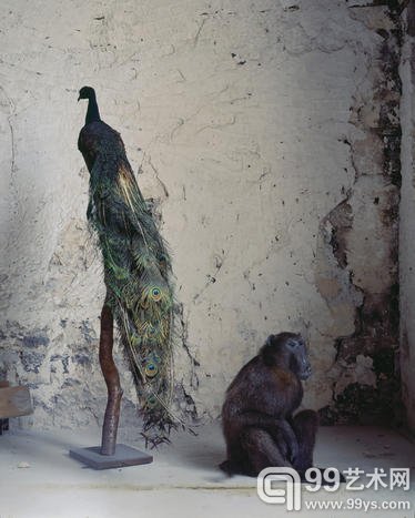 德国摄影师 Karen Knorr 的摄影作品