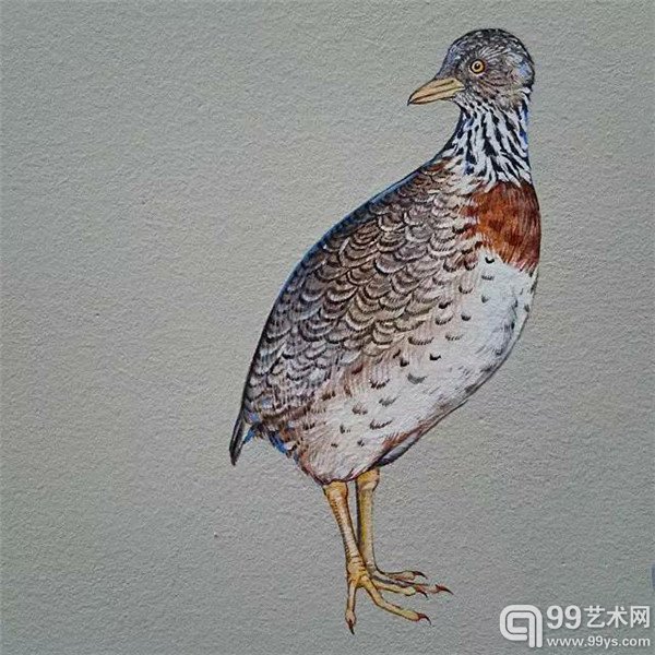 旧金山的Jane Kim的鸟类插画