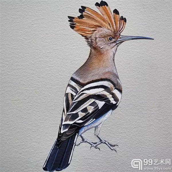 旧金山的Jane Kim的鸟类插画