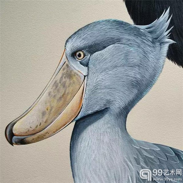 旧金山的Jane Kim的鸟类插画