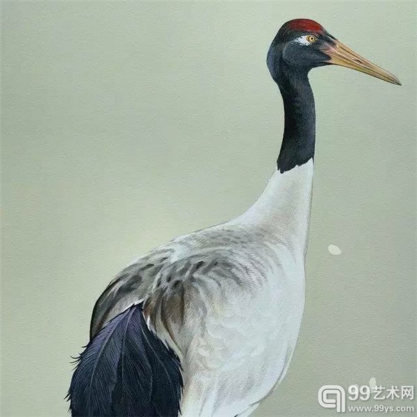 旧金山的Jane Kim的鸟类插画